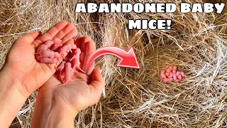 RESCUED BABY MICE FOUND ABANDONED BY MOTHER [upl. by Llerryt]