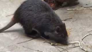 Southern Giant Slender Tailed Cloud Rat Phloeomys cumingi Prague Zoo חולדת הענן [upl. by Aihsenat]