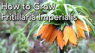 How to Plant and Grow Fritillaria imperialis  The Crown Imperial [upl. by Consuelo]