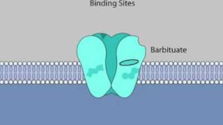 Allosteric Modulation of GABAA Receptor Channels by Steroids [upl. by Ennaylime]