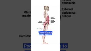 Stabilize your Lumbar Spine [upl. by Ediva340]