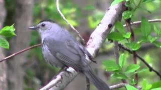 Gray Catbirds Dumetella carolinensis [upl. by Abie]