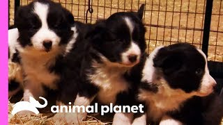 Baby Border Collies Start Learning To Herd  Too Cute [upl. by Noirred854]