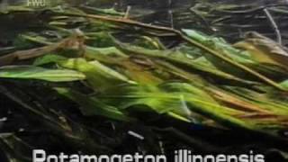 Illinois pondweed Potamogeton illinoensis [upl. by Tniassuot]