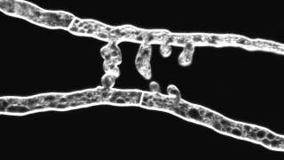 Chemotropic interaction between fusion hyphae in N crassa Hyphae stained with FM464 [upl. by Htabazile]