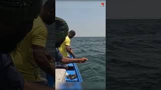 Sea Fish Catching Videos [upl. by Sibley336]