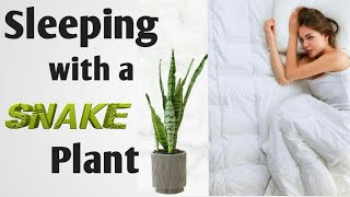 What Happens When you Keep a Snake Plant in your Room or House  Benefits of Keeping a Snake Plant [upl. by Carolynne]