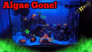 2000 dollar nano reef tank defeats ugly bryopsis corals rejoice [upl. by Akamahs]