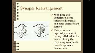 Physiological Psychology Chapter 7 [upl. by Nonah260]