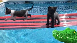 Lindo gatito bebe jugando en la piscina con un cocodrilo  Juegos para gatos en la alberca [upl. by Settle]