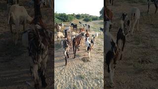 Group goats eating time desert animals [upl. by Enedan]