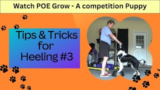 Heeling Tips amp Tricks 3 REA intro  Watch POE Grow  The life and Training of a Competition Puppy [upl. by Annair]