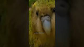 Kakapo Partot kakapo nature wild [upl. by Dedrick576]