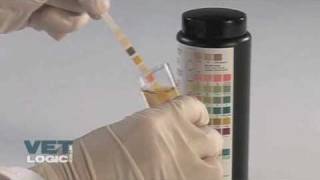 Urine test strip [upl. by Amora]