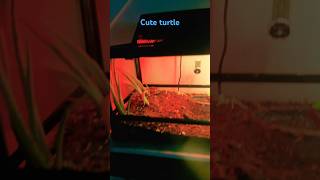 music song cover funk turtle funny [upl. by Sherm]