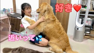 大好きな娘にストレートに気持ちを伝える大型犬クッキー【ゴールデンレトリバーとミニチュアダックスフンド】 [upl. by Sulihpoeht]