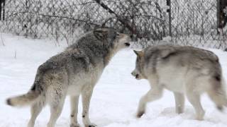 Gray Wolves Howling Parc Omega [upl. by Sheryl]