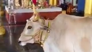 Miracle  Cow Visits Sai Baba in Ambattur Gnana Sai Baba Temple [upl. by Tisbee267]