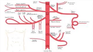 Abdominal Aorta Branches [upl. by Philly901]