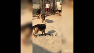 Gsd long coat with kci stud available and long coat puppy available [upl. by Lila]