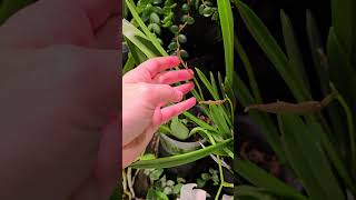 Brassavola Nodosa spotlight plantastix orchidspotlight nodosa orchid BetterGro [upl. by Ferren]