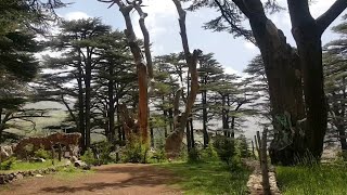 Lebanon 2000 years old Cedar Trees  Mount Makmel  Lebanon Cedar Trees  National emblem on Flag [upl. by Torrence]