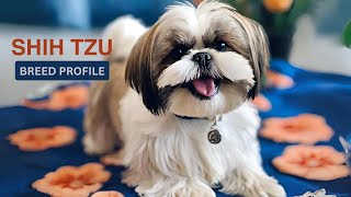 SHIH TZU 101  One of the Worlds Most Majestic Doggies [upl. by Elva795]