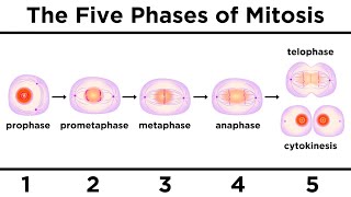 Mitosis How One Cell Becomes Two [upl. by Avad]