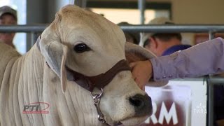 Ag Minute — Brahman Cattle [upl. by Ambros104]