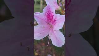 Azaleias saiba mais sobre como cultivar essa planta em casaandersonmalu [upl. by Aletha]