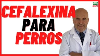 🟣 CEFALEXINA antibiótico para que sirve en PERROS 🟣 y Gatos con SARNA Dosis por Peso 🟣 [upl. by Eliath]