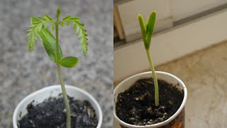 Gulmohar aka Flame Tree Timelapse  Seed to Young Tree  Day 0 to Day 12  Dubai Garden Adventure [upl. by Ltsyrk896]