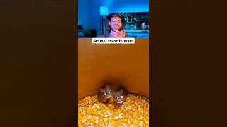 Animal roast humans pt3trynottolaugh shorts [upl. by Atinus]