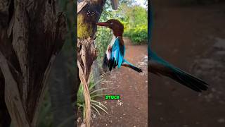 Why do kingfisher getting stuck in trees shorts youtubeshorts viralshorts facts amazingfacts [upl. by Gusti]