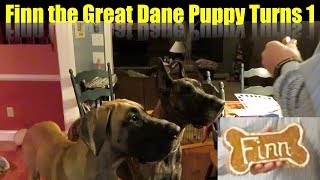 Great Dane Puppy Turns ONE  Finn the Great Dane [upl. by Anivad]