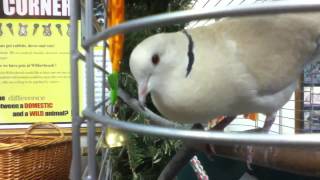 Ring Necked Dove Cooing [upl. by Bradan501]