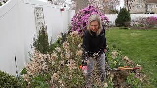 Pruning Bobo and paniculata hydrangea [upl. by Hannan]