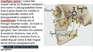 parasympathetic ganglia head amp neck [upl. by Soph]