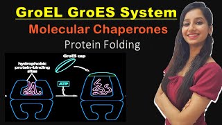 Proteomics  Chaperones in Protein Folding [upl. by Hooge]