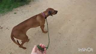 Luna the Rhodesian Ridgebacks First Day  Off Leash K9 Tucson [upl. by Erdrich]