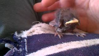 Feeding a baby mockingbird [upl. by Nilyaj]