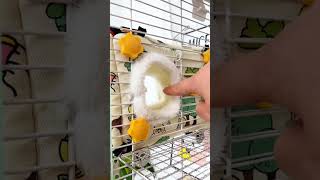 Your parrot will definitely like this cotton nest plus velvet cotton nest bird nest raising parr [upl. by Sheryle]