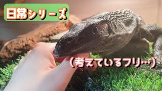 作業中のお部屋でひとあそび【オオトカゲ】Monitor lizard [upl. by Prakash]