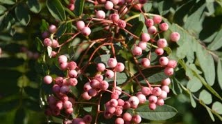 Sorbus Yunnan Pink [upl. by Ariayek745]