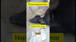 Hypomagnesemia in calf l Dr Umar Khan [upl. by Idur]