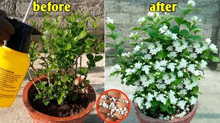 prepare of mogra jasmine like this for uncountable flowers  mogra  jasmine [upl. by Harol]