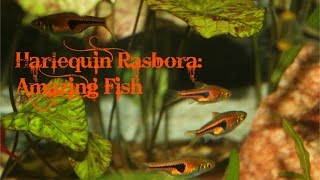 Harlequin Rasbora Amazing fish [upl. by Dnalkrik]