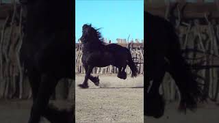 Friesian Horse Black Stallion  Poetry in Slow Motion [upl. by Elam]