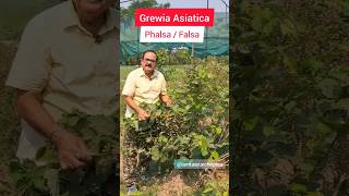 Phalsa Falsa  Grewia Asiatica Tropical Superfruit  फालसा स्वादिष्ट फल के अद्भुत स्वास्थ्य लाभ [upl. by Laufer596]