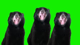 Black cat meme green screen [upl. by Analed561]